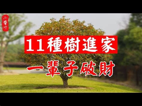 桂花樹 風水|桂花風水：化煞旺財妙法